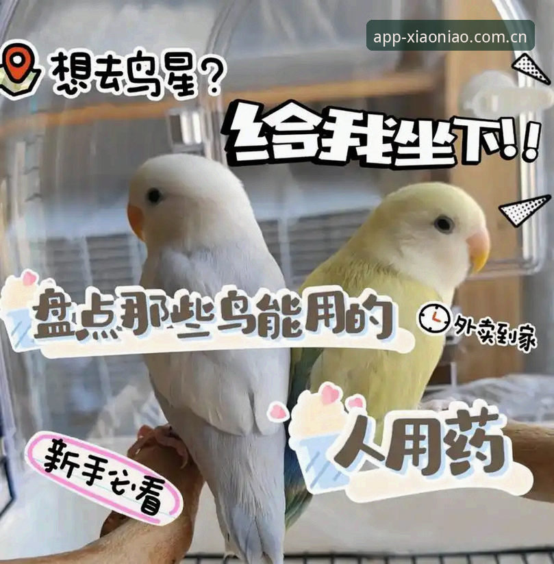 小鸟平台注册 揭秘小鸟平台注册背后的真相:新手必知的高效入口与安全指南