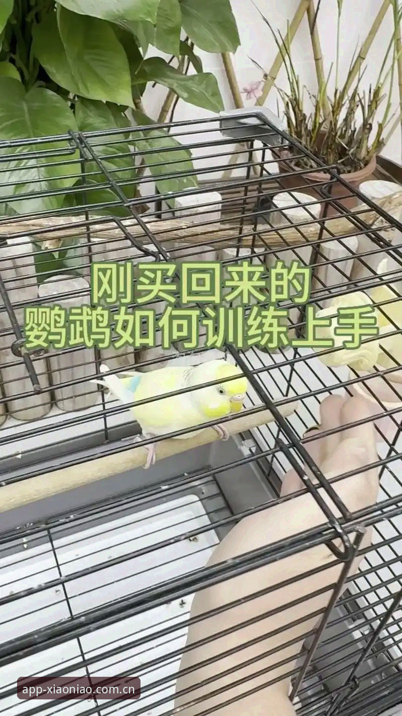 小鸟体育使用教程 小鸟体育使用教程全面评测:从新手到高手的实操指南
